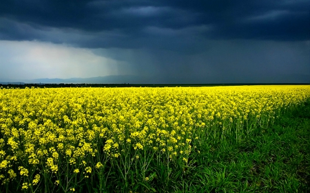 Flower fields - flowers, sky, fields, nature