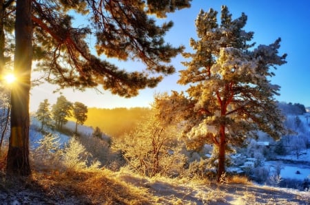 Winter sun - trees, winter, beautiful, snow, lovely, valley, village, dazzling, nature, rays, sun, sky, shine