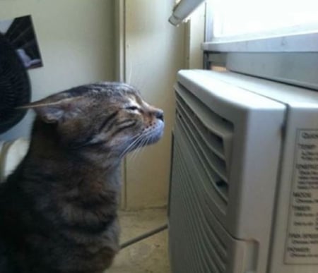 YOU KNOW IT'S HOT WHEN - cat, air, con, cool