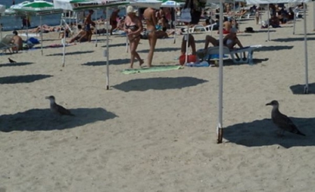 YOU KNOW IT'S HOT WHEN - shade, umbrellas, beach, seagulls