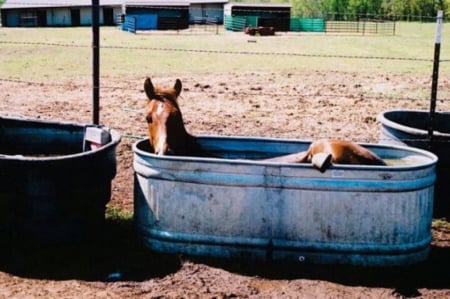 YOU KNOW IT'S HOT WHEN - tub, horse, cooling, water