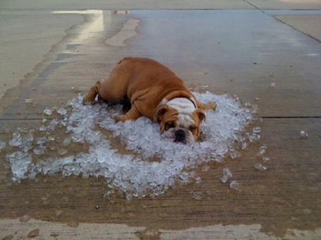 YOU KNOW IT'S HOT WHEN - ice, on, sitting, dog