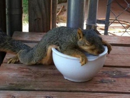 YOU KNOW IT'S HOT WHEN - ice, hot, squirrel, bowl