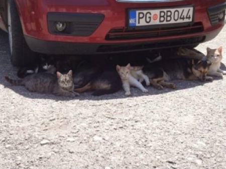 YOU KNOW IT'S HOT WHEN - shade, resting, car, cats