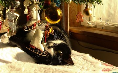 Christmas cat - paws, ornament, cat, cute, christmas