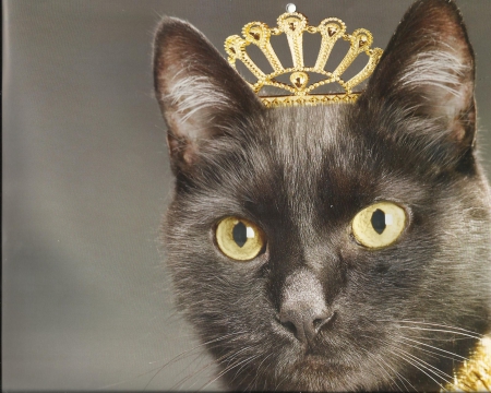 Cat - hat, black, cute, paws, cat