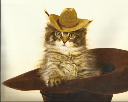 Cat - cute, cowboy hat, paws, cat