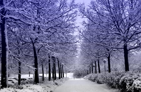 SNOW COVERED FOREST - path, snow, winter, forest