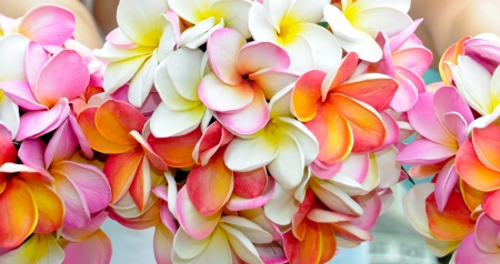 Plumeria - flowers, flower, Plumeria, nature