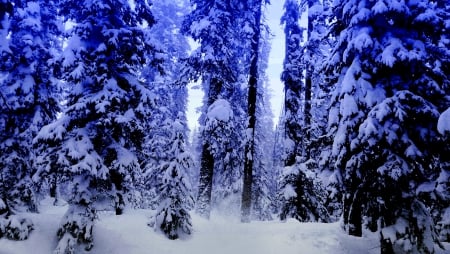 WINTER FOREST - winter, nature, forest, snow