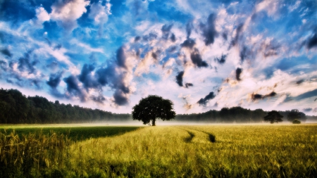 tree and sky - nature, fields, sky, tree