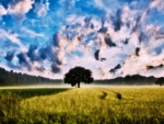 tree and sky