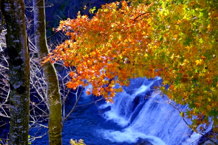 FALLS in FALLS - waterfalls, forest, nature, autumn