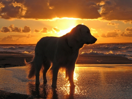 Dog - Ocean, Dog, Sunset, Beach