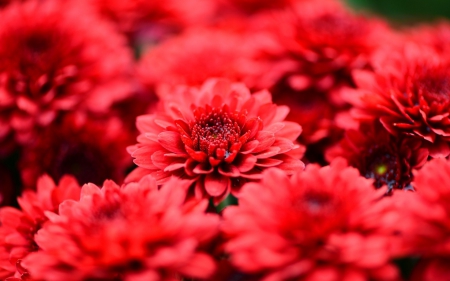 Chrysanthemums - nature, red, red flowers, petals, red flower, flowers, chrysanthemums, flower