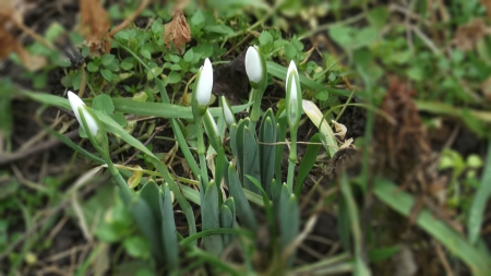 Snowdrops - snowdrops, grass, photo, photoshop