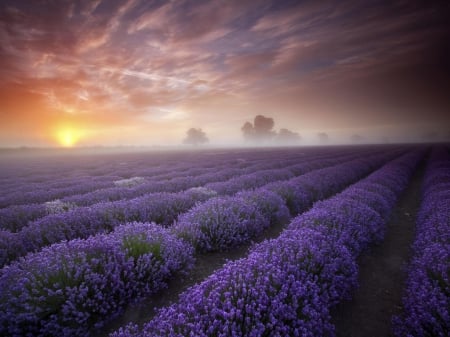 Lavender - nature, purple, flowers, flower, lavender, misty