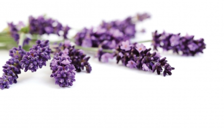 Lavender - nature, purple, flowers, flower, lavender, misty