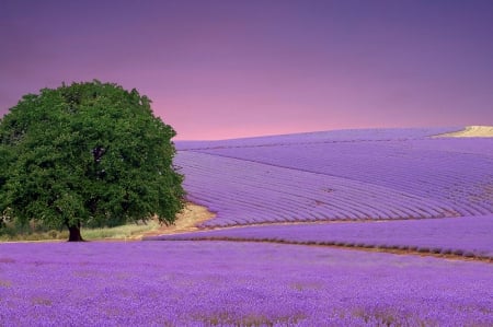 Lavender - flowers, nature, purple, flower, tree, Lavender