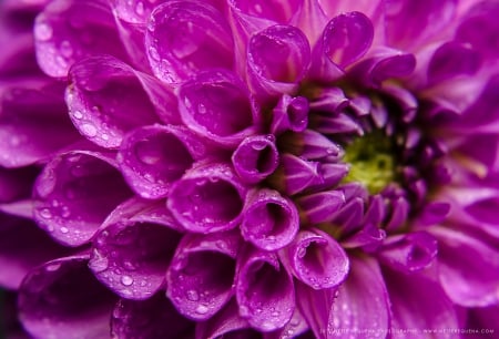 Dahlia - flower, dahlias, flowers, dahlia, nature