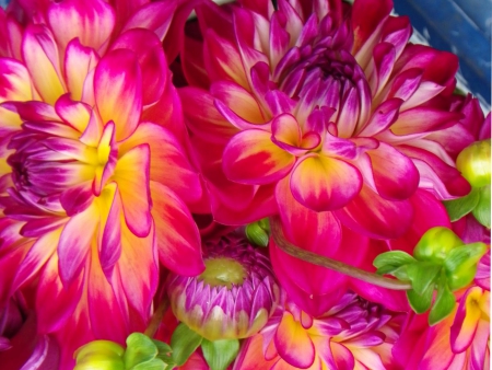 Dahlia - nature, dahlia, flowers, dahlias, flower