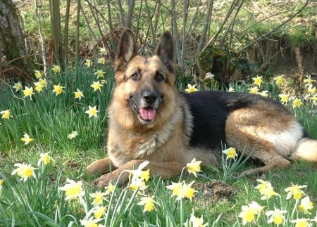 Shepherd in Springtime - flowers, resting, blossoms, watchdog