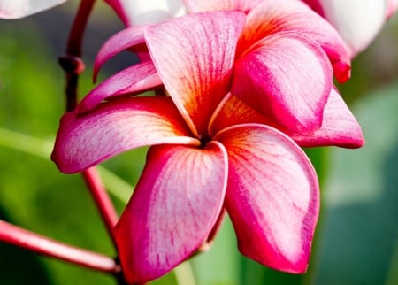 Plumeria - nature, purple plumeria, flowers, plumeria, flower