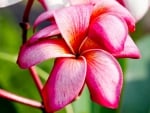 Plumeria