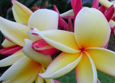 Plumeria - nature, purple plumeria, flowers, plumeria, flower