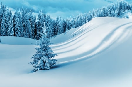 Winter - snow, white, winter, nature