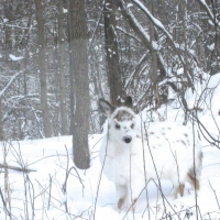 white deer