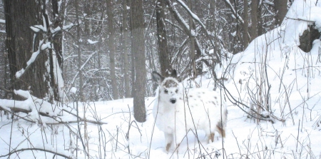 white deer - nose, dark, winter, snow