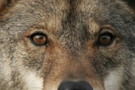 wolf eyes - black, nose, rusty, brown