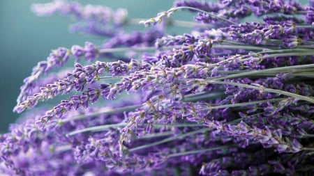 Lavender - nature, purplw, flowers, flower, lavender