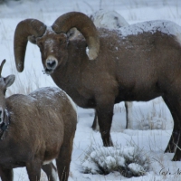 big horn sheep