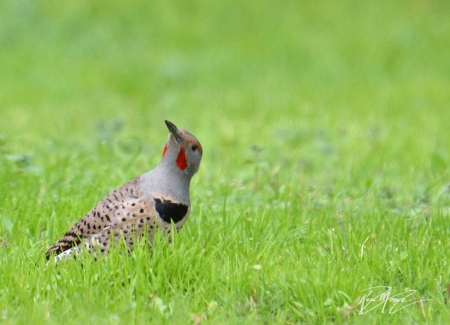 Northern redshafted flicker - bird, small, in, grass, the