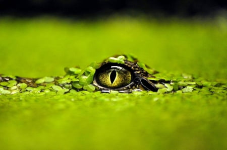 Caiman eye - between, green, camouflaged, hidden