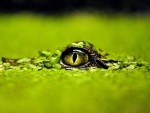 Caiman eye