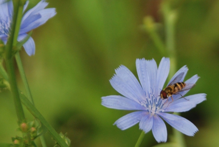 bug on flower - body, purple, striped, blue