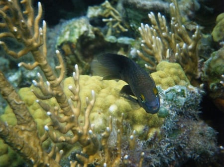 reef fish - plants, surrounds, water, being