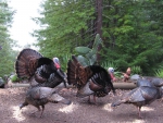 turkeys