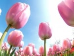 *** Tulips ***