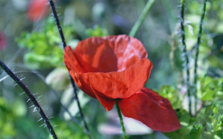 *** Flower *** - flowers, red, flower, nature