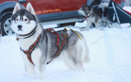 *** Husky *** - animal, animals, dogs, dog