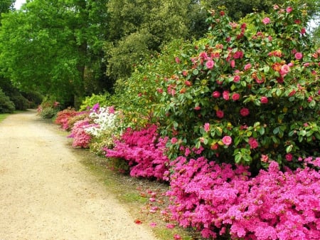 Exbury garden - England - pretty, walk, flowers, path, garden, nice, England, greenery, trees, beautiful, road, lovely, freshness, pleasure, bush, nature, park