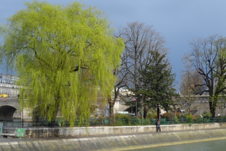 beside the river - river, France, trees, Paris, nature, seine