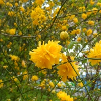 yellow flowers