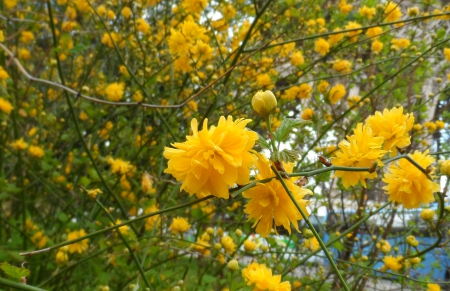 yellow flowers - flowers, Eiffel, yellow, Paris