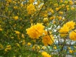 yellow flowers