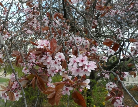 cherry blossom - beutiful, Eiffel Tower, cherry blossom, tree, pink flower